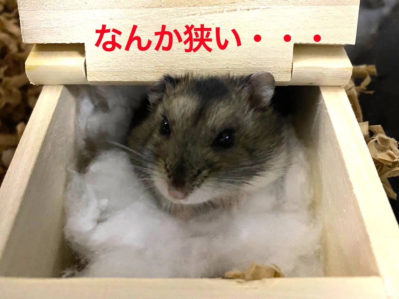 ハムスター飼育日記289日目と202日目（2021/2/7）｜サトウショウヘイ