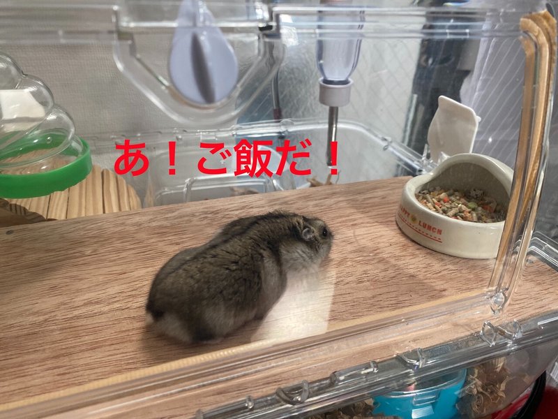 ハムスター飼育日記2日目と2日目 21 2 7 サトウショウヘイ Note ハムスター飼育日記2日目と2日目 21 2 7 サトウショウヘイ Note