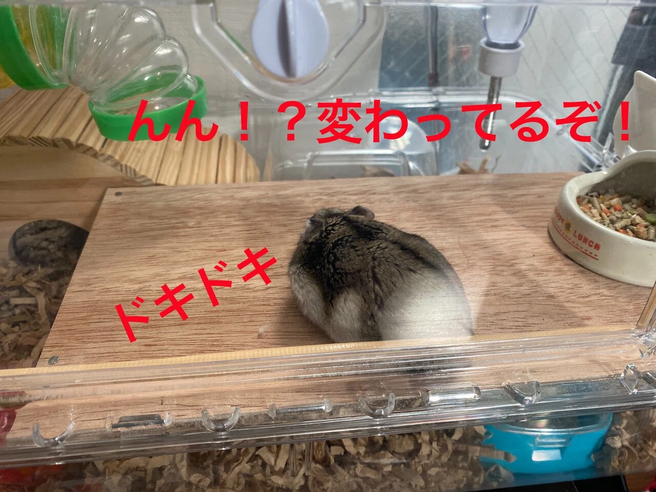 ハムスター飼育日記289日目と202日目（2021/2/7）｜サトウショウヘイ