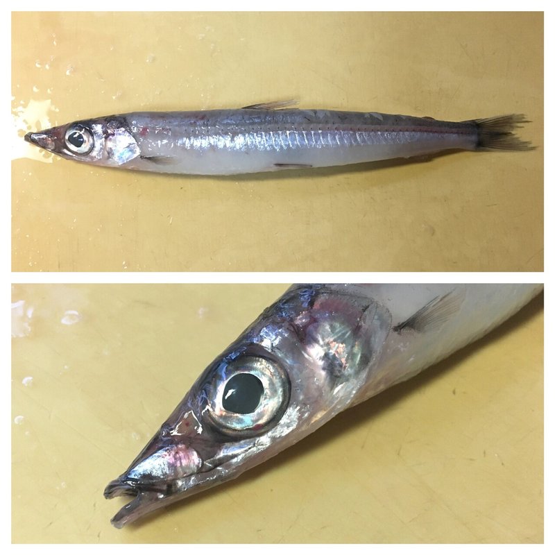 海産物解体備忘録 2 メキ Note