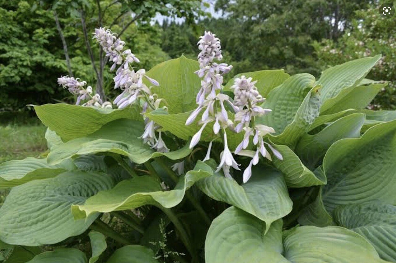 野草食日記 231 ギボウシはどれも食べられるのか なな艸 Note 野草食日記 231 ギボウシはどれも食べられるのか なな艸 Note
