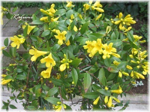 ジャスミンと名前がつくが近縁でない植物 しおりん Note