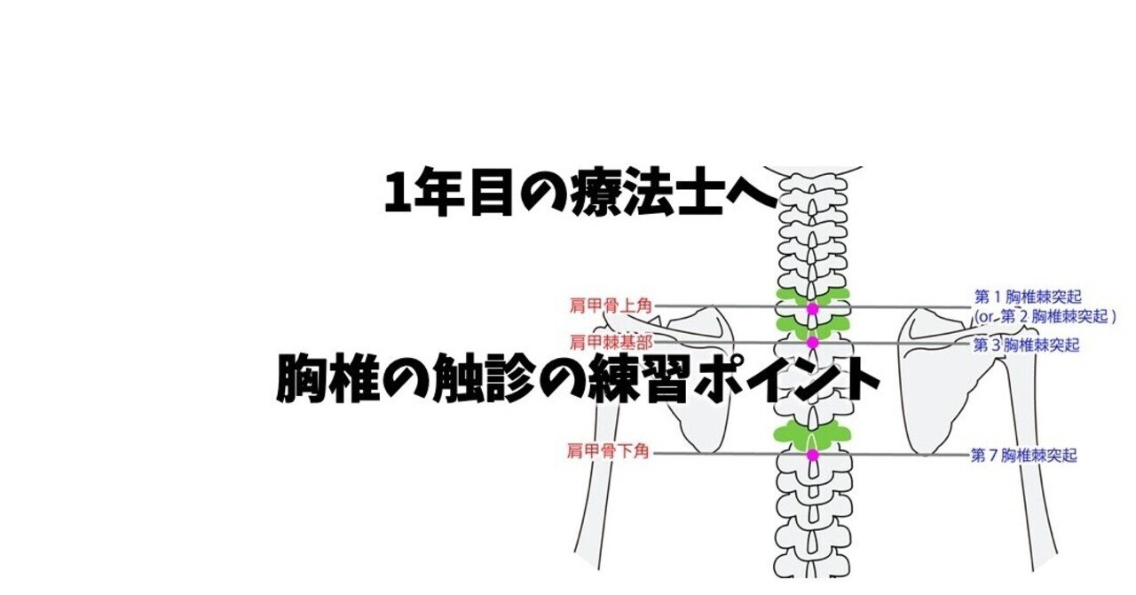 【7月末まで１５％オフ　胸椎先端2ヵ所修復】ニホンジカ♂ 37Kg　頭骨～尾椎 お買い得 胸椎先端2ヵ所修復】 ニホンジカ♂ 37Kg 頭骨～尾椎（4