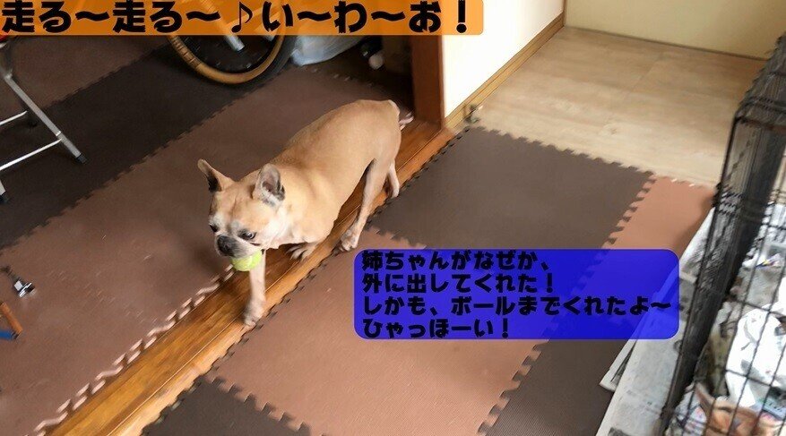 走る 走る い わ お Youtu Be Zysydst7bdk まだまだ 元気だけど 白内障で障害物競走みたい苦笑 気を付けてお世話しないといけない 年を取るのは人間も一緒だけど かわしまナーシングチャレンジ Note