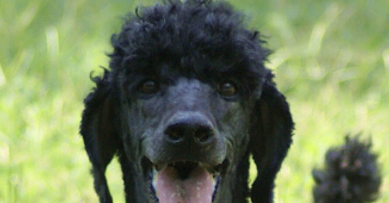 Halestorm とシンデレラのコラボだよ 本屋 Salt Of The Earth Halestorm とシンデレラのコラボだよ 本屋 Salt Of The Earth