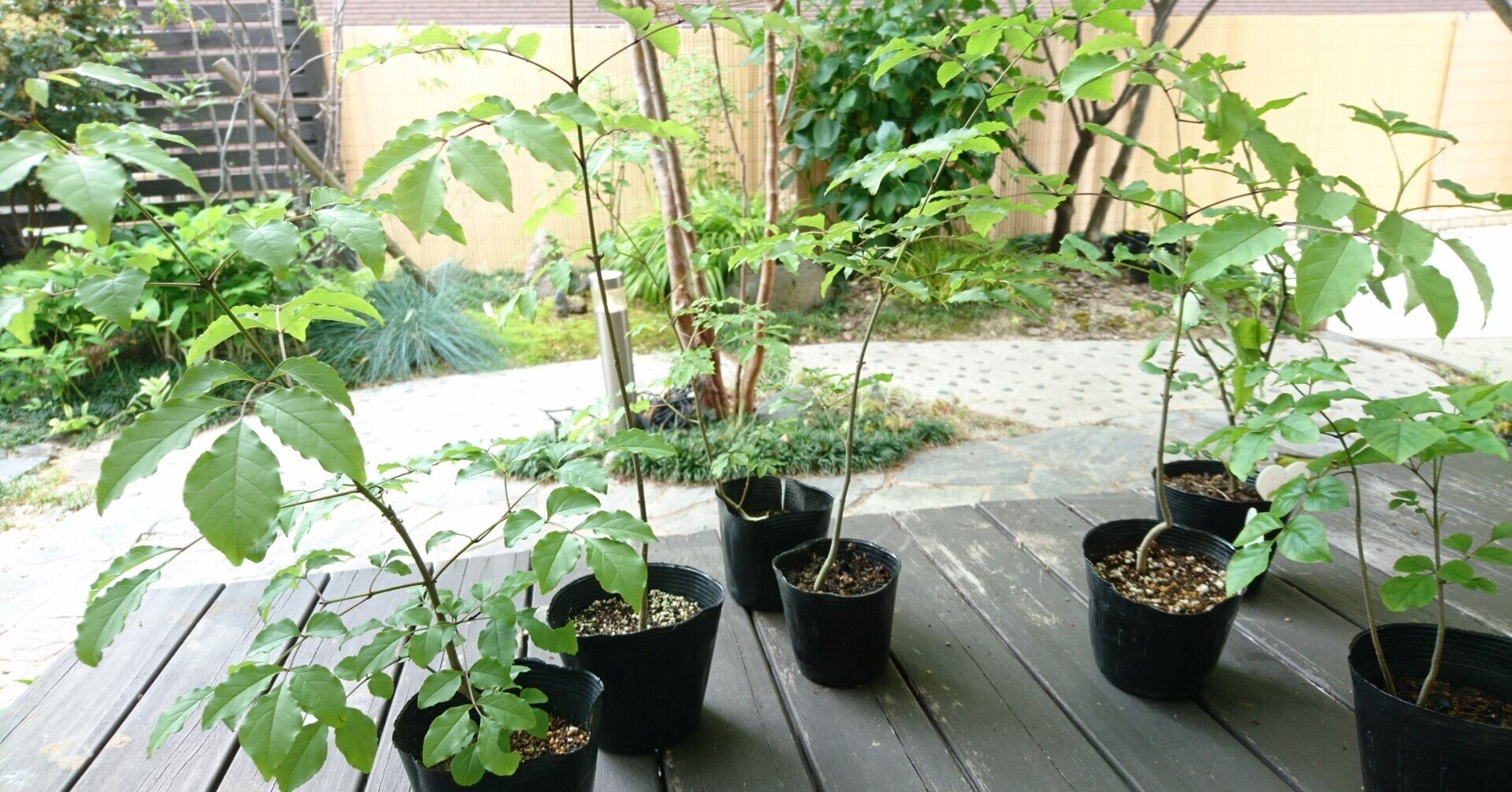 人気の雑木アオダモの芽出しとレアな種子から苗木を育てる 雑木の苗と草花ショップ ぞう木りん Note 人気の雑木アオダモの芽出しとレアな種子から苗木を育てる 雑木の苗と草花ショップ ぞう木りん Note