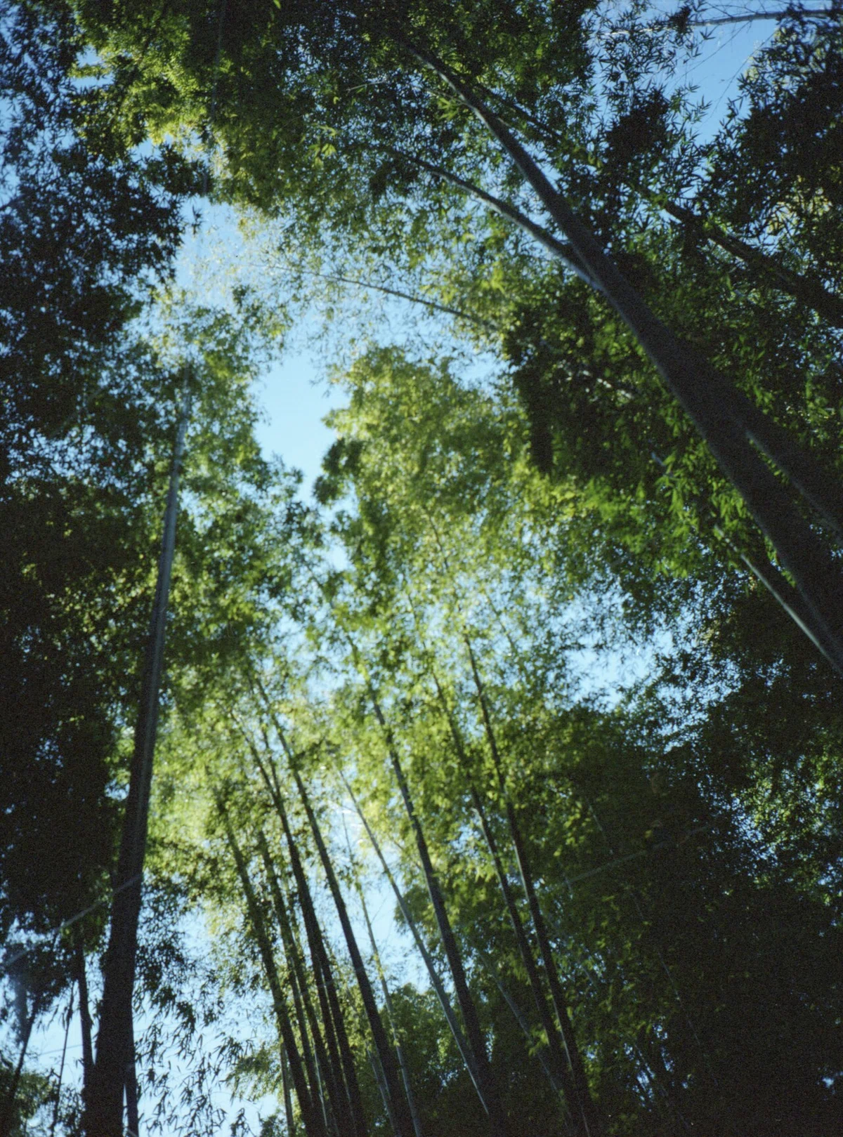 作例あり】初心者にもオススメな中判フィルムカメラFUJIFILM GA645Zi 