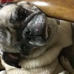 kuramo