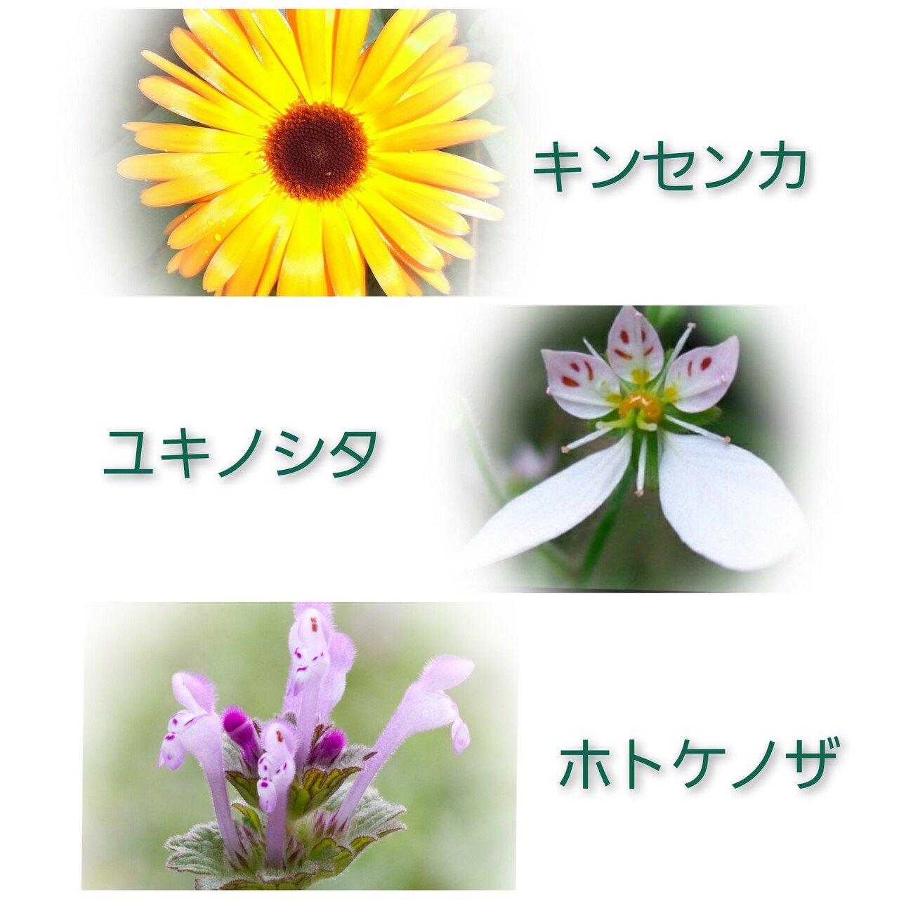 シャクヤク Note シャクヤク Note
