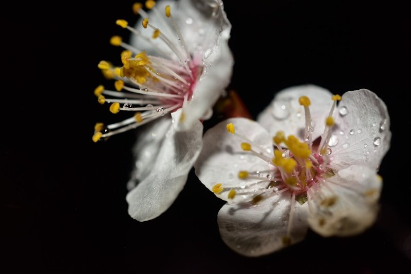 ちょっとお散歩 梅の花たち Hla0048 Note
