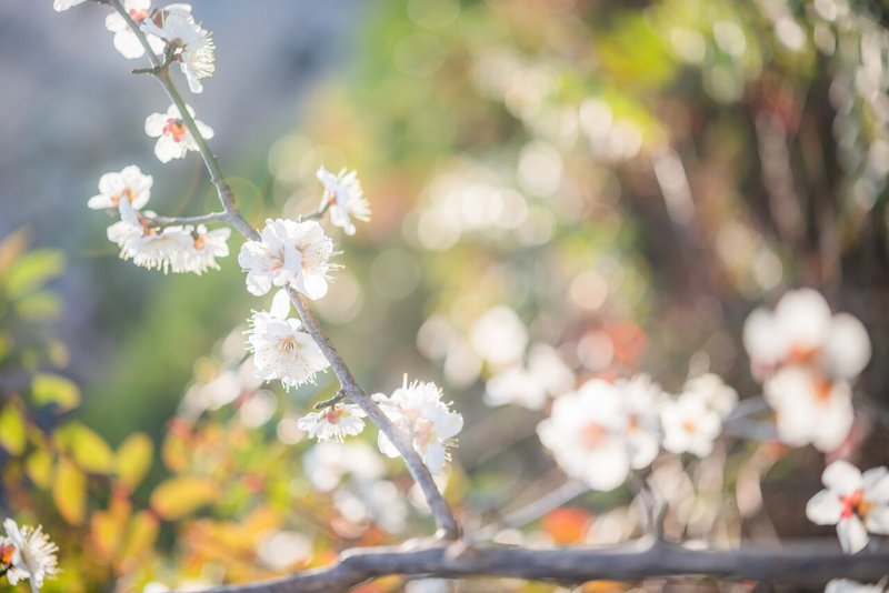 ちょっとお散歩 梅の花たち Hla0048 Note ちょっとお散歩 梅の花たち Hla0048 Note