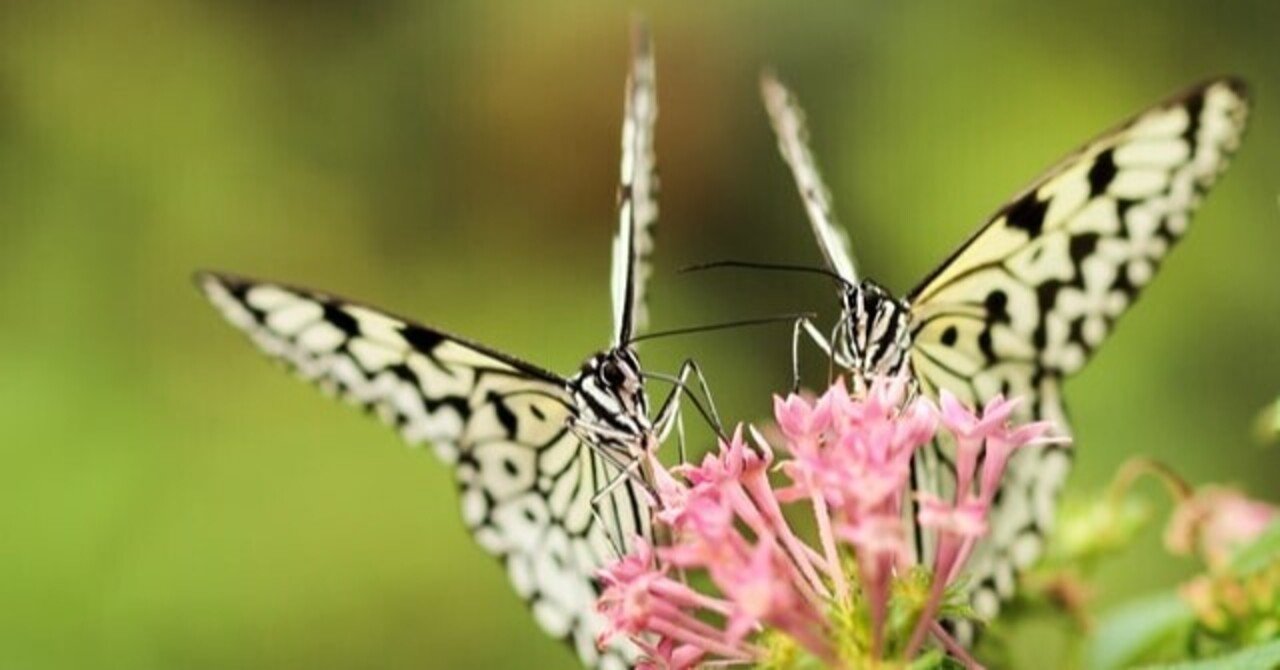 HADを使ってみた：10.平均値の差の検定…の前に｜Almond Fish（小酒井基文）
