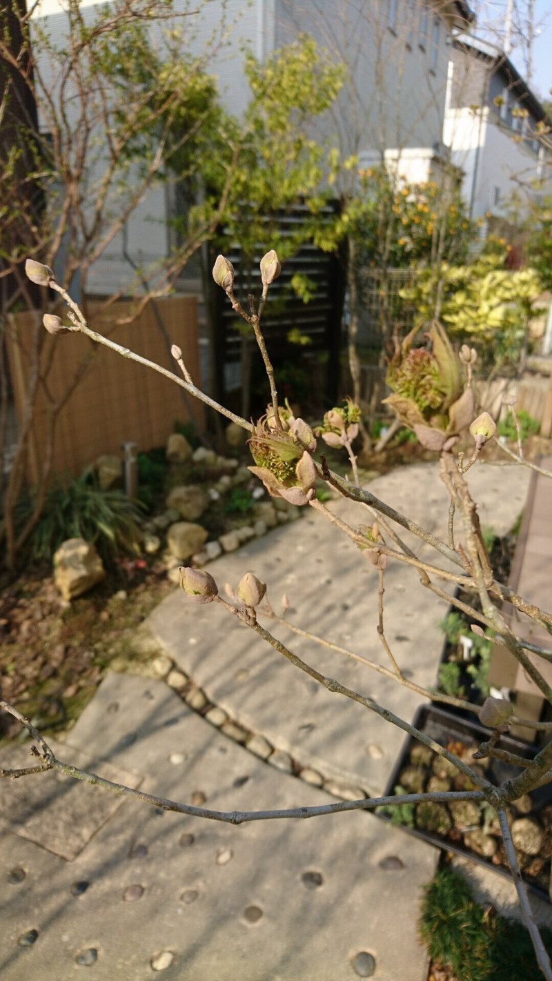 1枚目　アオダモ蕾2018開花前①