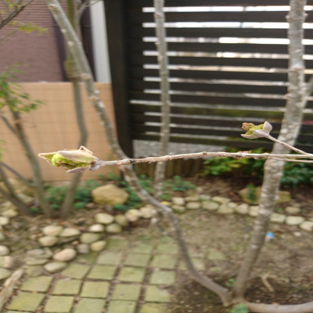 人気の雑木アオダモの芽出しとレアな種子から苗木を育てる 雑木の苗と草花ショップ ぞう木りん Note