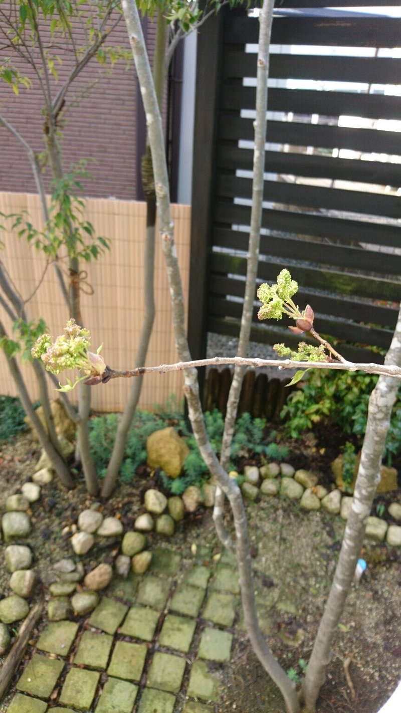 人気の雑木アオダモの芽出しとレアな種子から苗木を育てる 雑木の庭の苗木と草花ショップ ぞう木りん Note