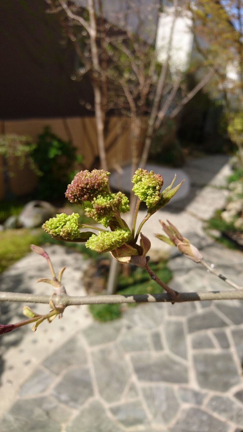 人気の雑木アオダモの芽出しとレアな種子から苗木を育てる 雑木の庭の苗木と草花ショップ ぞう木りん Note