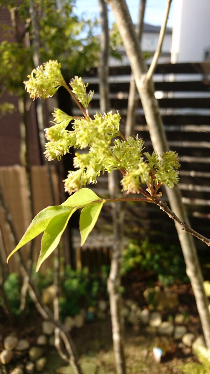 人気の雑木アオダモの芽出しとレアな種子から苗木を育てる 雑木の庭の苗木と草花ショップ ぞう木りん Note 人気の雑木アオダモの芽出しとレアな種子から苗木を育てる 雑木の庭の苗木と草花ショップ ぞう木りん Note