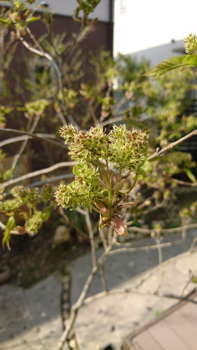 人気の雑木アオダモの芽出しとレアな種子から苗木を育てる 雑木の庭の苗木と草花ショップ ぞう木りん Note