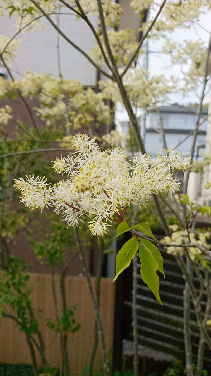 人気の雑木アオダモの芽出しとレアな種子から苗木を育てる 雑木の庭の苗木と草花ショップ ぞう木りん Note