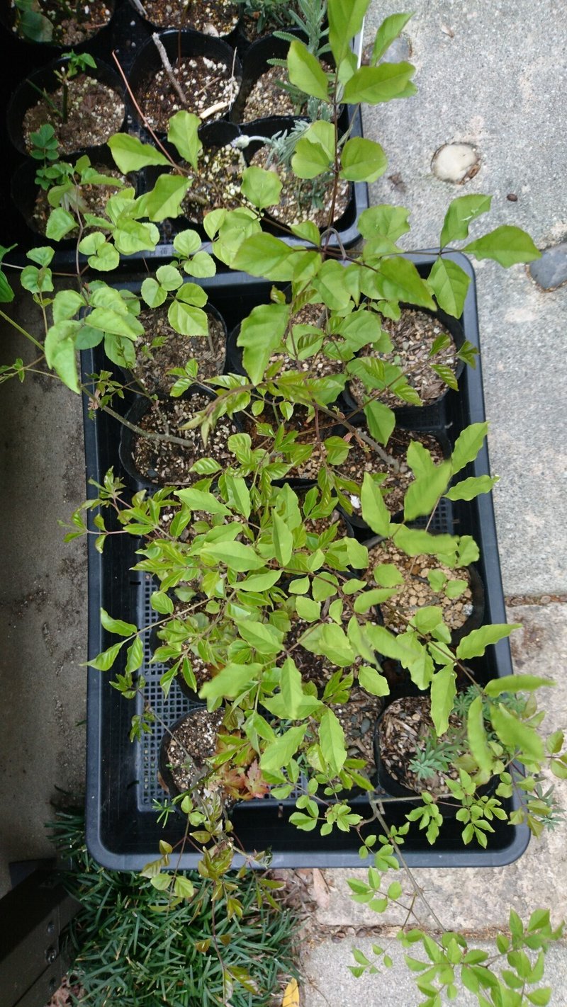 人気の雑木アオダモの芽出しとレアな種子から苗木を育てる 雑木の庭の苗木と草花ショップ ぞう木りん Note 人気の雑木アオダモの芽出しとレアな種子から苗木を育てる 雑木の庭の苗木と草花ショップ ぞう木りん Note