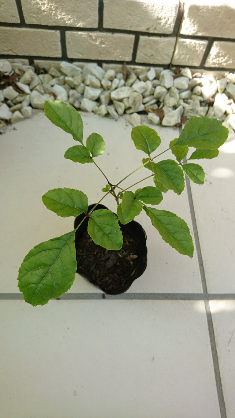 人気の雑木アオダモの芽出しとレアな種子から苗木を育てる 雑木の庭の苗木と草花ショップ ぞう木りん Note 人気の雑木アオダモの芽出しとレアな種子から苗木を育てる 雑木の庭の苗木と草花ショップ ぞう木りん Note