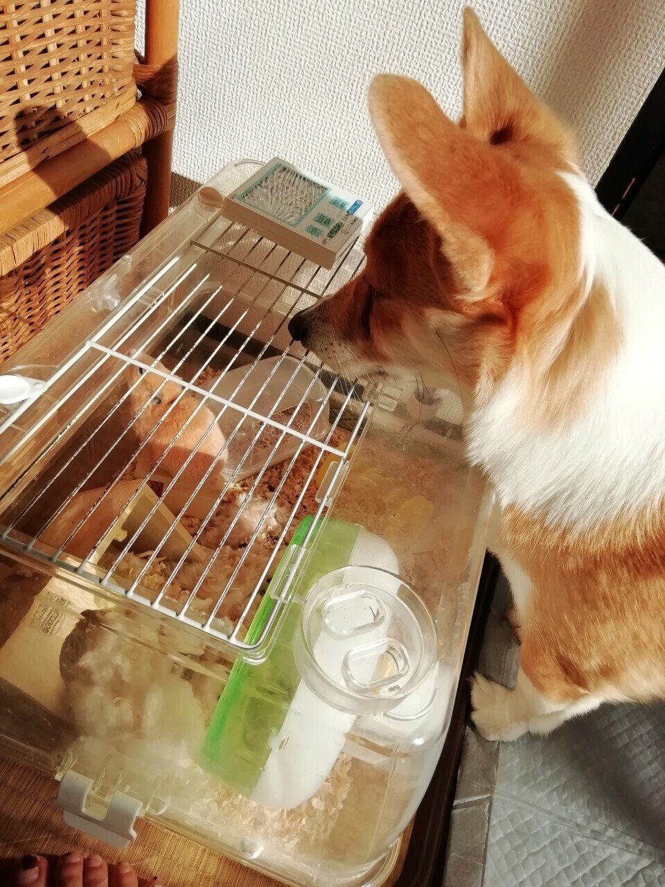 飼っていたハムスター なす の話 Fukuhara Note 飼っていたハムスター なす の話 Fukuhara Note