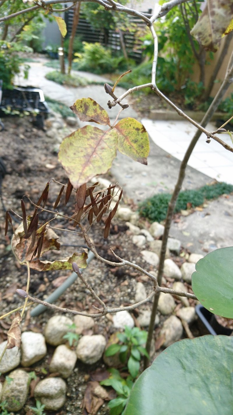 人気の雑木アオダモの芽出しとレアな種子から苗木を育てる 雑木の庭の苗木と草花ショップ ぞう木りん Note 人気の雑木アオダモの芽出しとレアな種子から苗木を育てる 雑木の庭の苗木と草花ショップ ぞう木りん Note