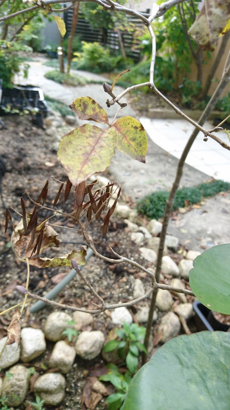 人気の雑木アオダモの芽出しとレアな種子から苗木を育てる 雑木の庭の苗木と草花ショップ ぞう木りん Note