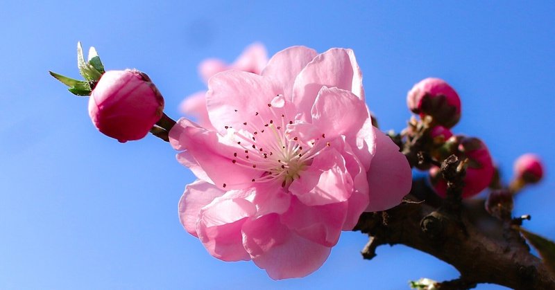 桃の花は魔除け 日本道まなび教室マナー講師瀬戸はるか Note 桃の花は魔除け 日本道まなび教室マナー講師瀬戸はるか Note