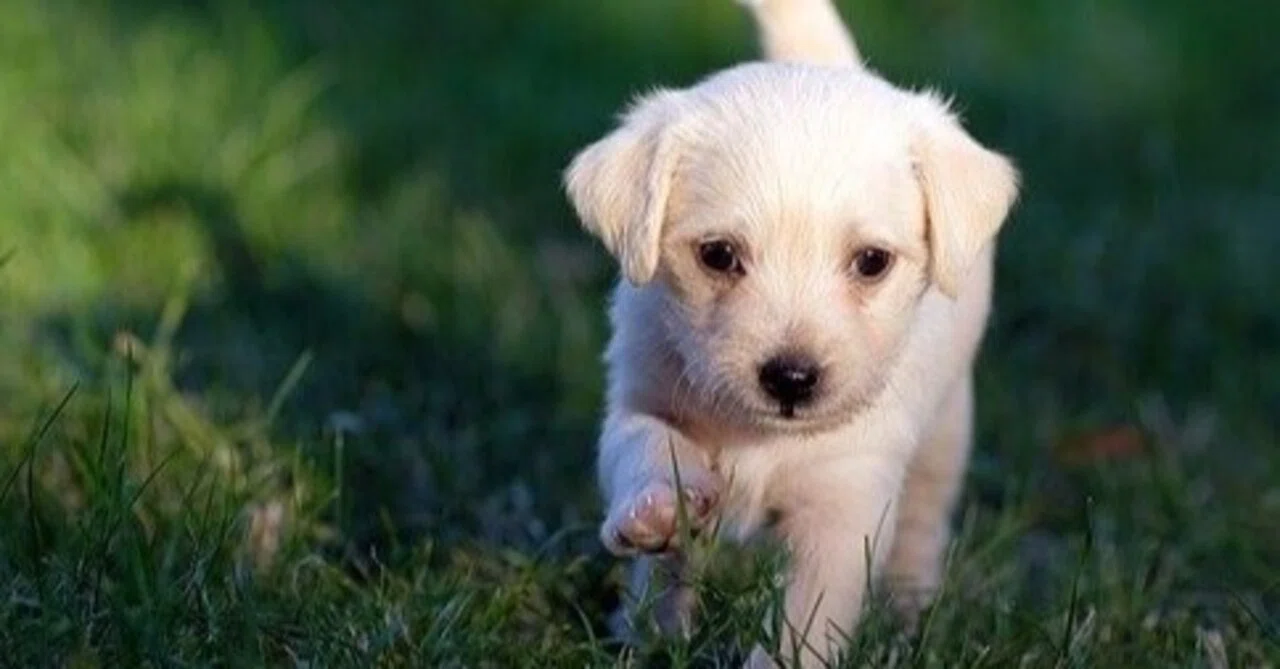 子犬の抱っこ散歩のやり方はどうすればいい 2ヶ月から抱っこ散歩していいのか調査 Tora Note