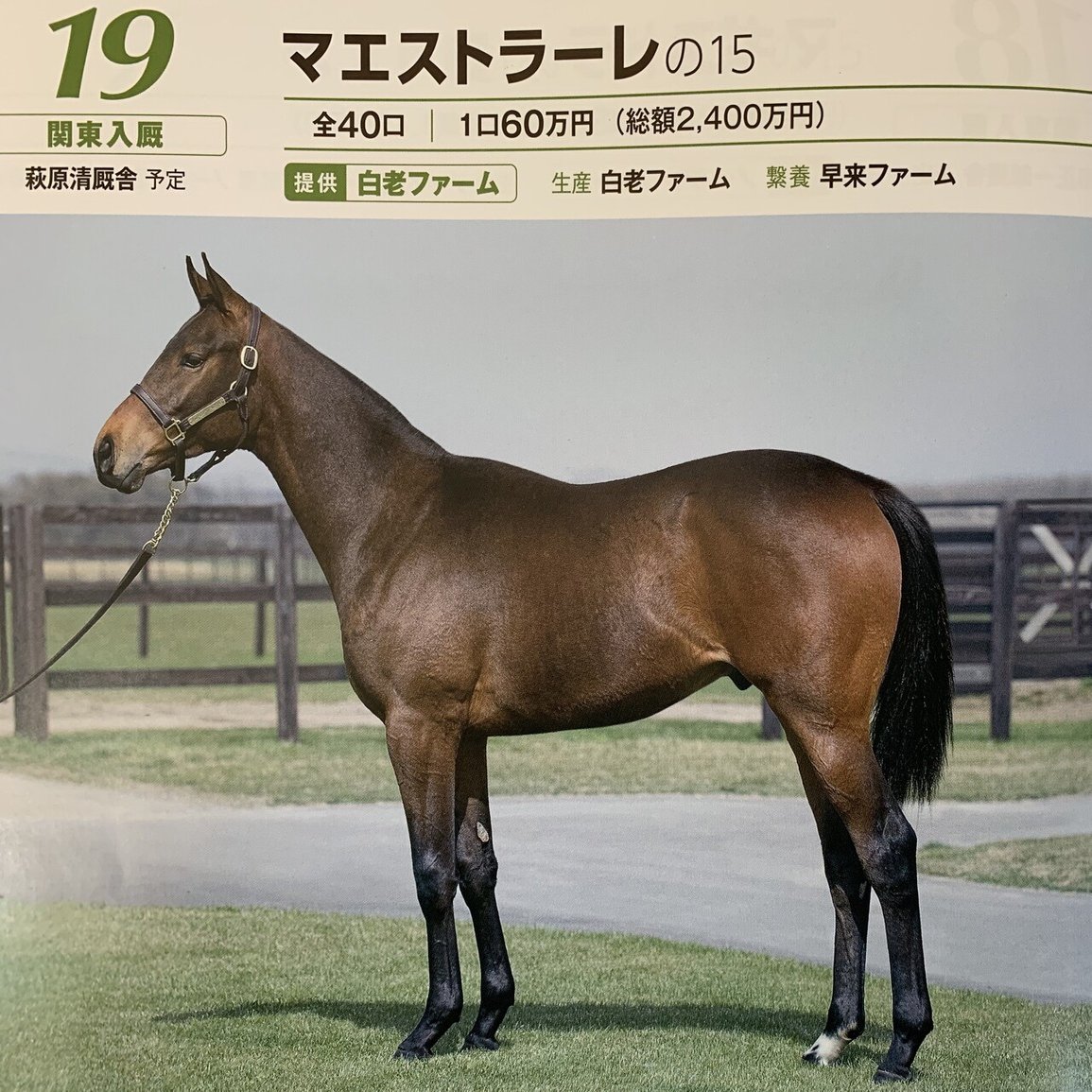 種牡馬】 ルヴァンスレーヴの大いなる可能性｜一口馬主マスターB