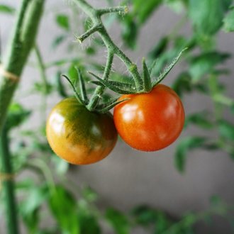 テレワ5日目 ベッドの周りに何もかも脱ぎ散らして 金曜 Tomatomini Note