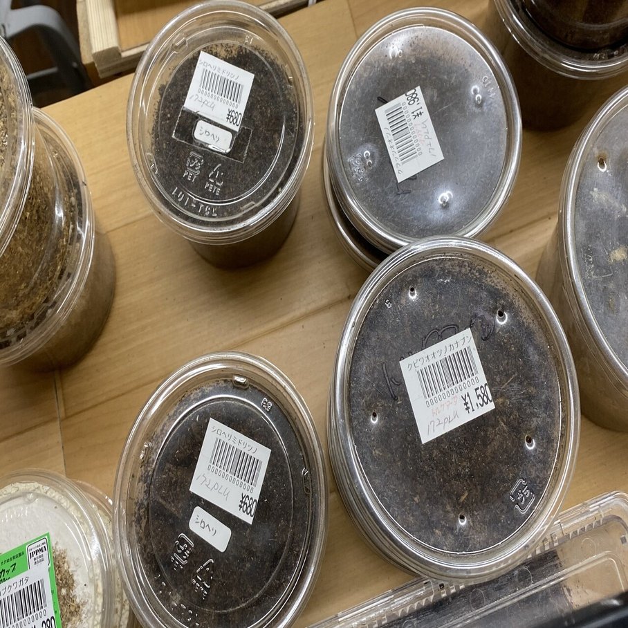 色彩変異の多様なアフリカ最大のカナブン「トルクアータ」の飼育