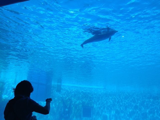 夏になると水族館に行きたくなります。