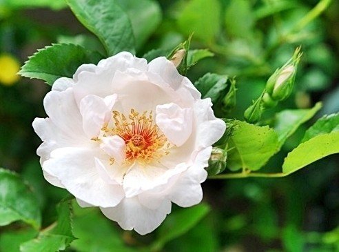 ジャクリーヌ デュ プレ たけうち Note