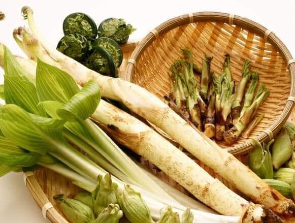 春を感じる山菜 主な種類と食べ方 523tokio Note