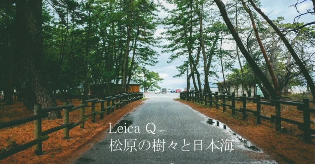 112【福井】松原で見つけた樹々と海｜旅するフォトマガジン MとW