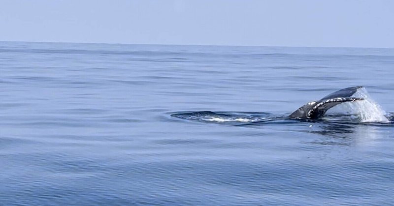 奄美大島 海の中で野生のクジラと泳ぐ 夢は叶うのか Moe ネイチャーヨギーニ リトリートオーガナイザー Note 奄美大島 海の中で野生のクジラと泳ぐ 夢は叶うのか Moe ネイチャーヨギーニ リトリートオーガナイザー Note