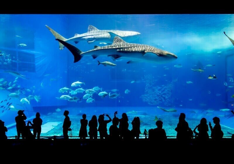 沖縄のリゾートバイト特集 Go Resort Baito Dive ダイブ 沖縄のリゾートバイト特集 Go Resort Baito Dive ダイブ