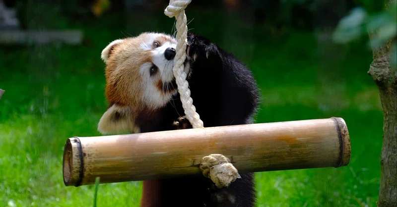 動物福祉の概念 5つの領域 ふもと Note