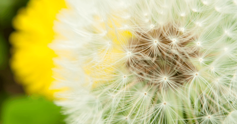 ダンデライオン 芹菜 Note