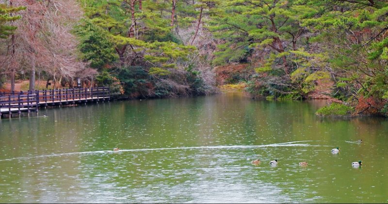 冬鳥を見に！　静岡県立森林公園へ／広報はままつ2021年2月号のこぼればなし