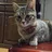 amineko