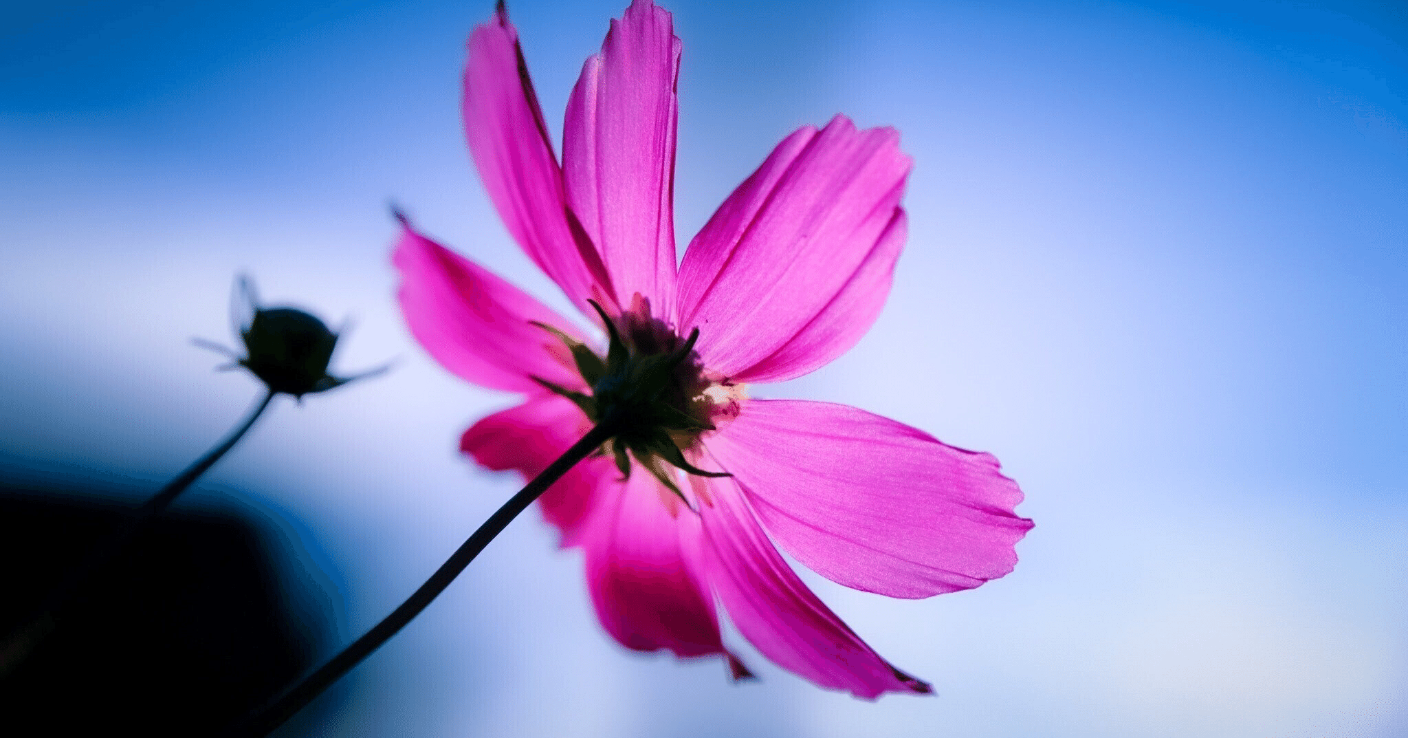 住する所なきを、まず花と知るべし｜ひろし｜Note