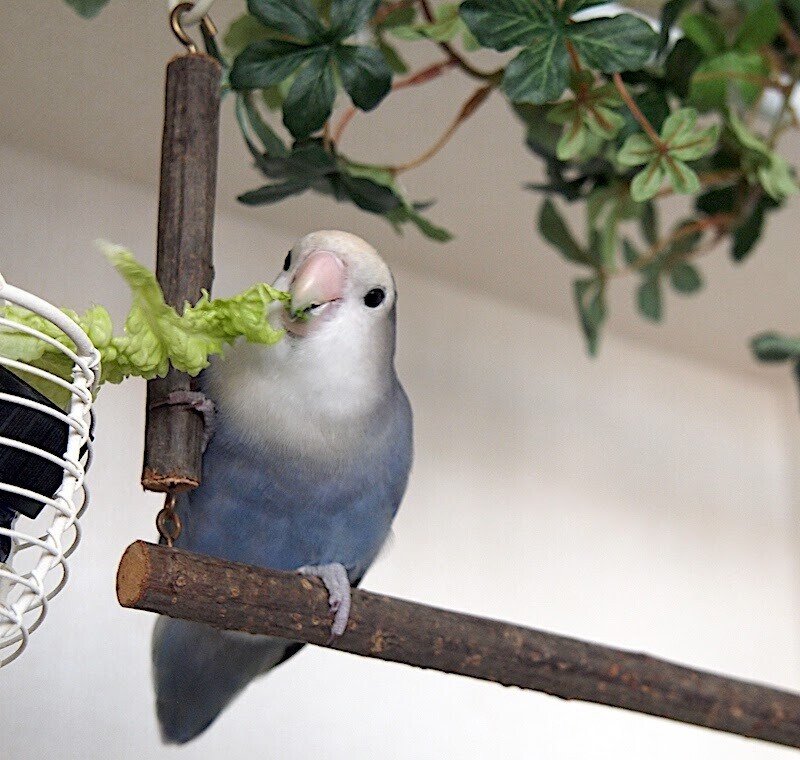 コザクラインコ Iori Note コザクラインコ Iori Note