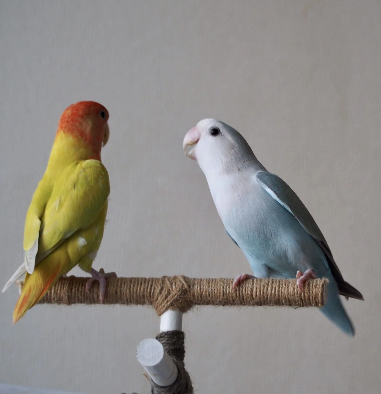 コザクラインコ｜Iori