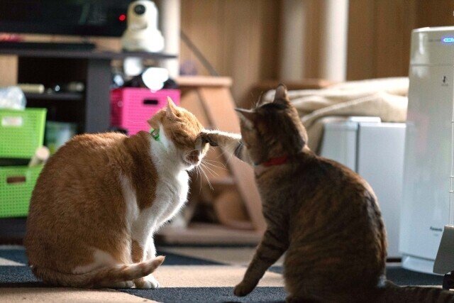 27 猫から学ぶ 猫パンチで癒されたい今日この頃 石井亮 Note