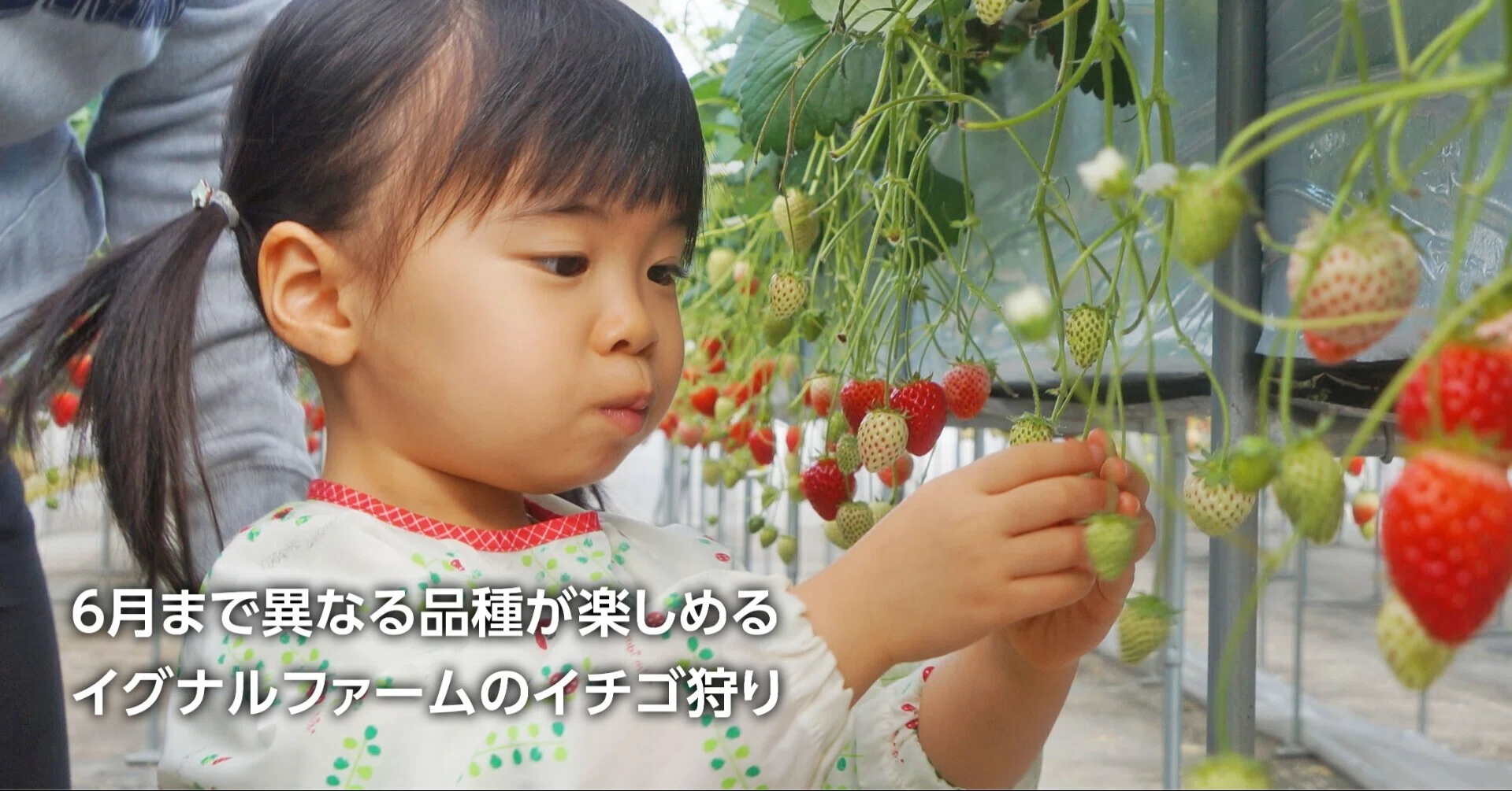 石巻 いちご 狩り