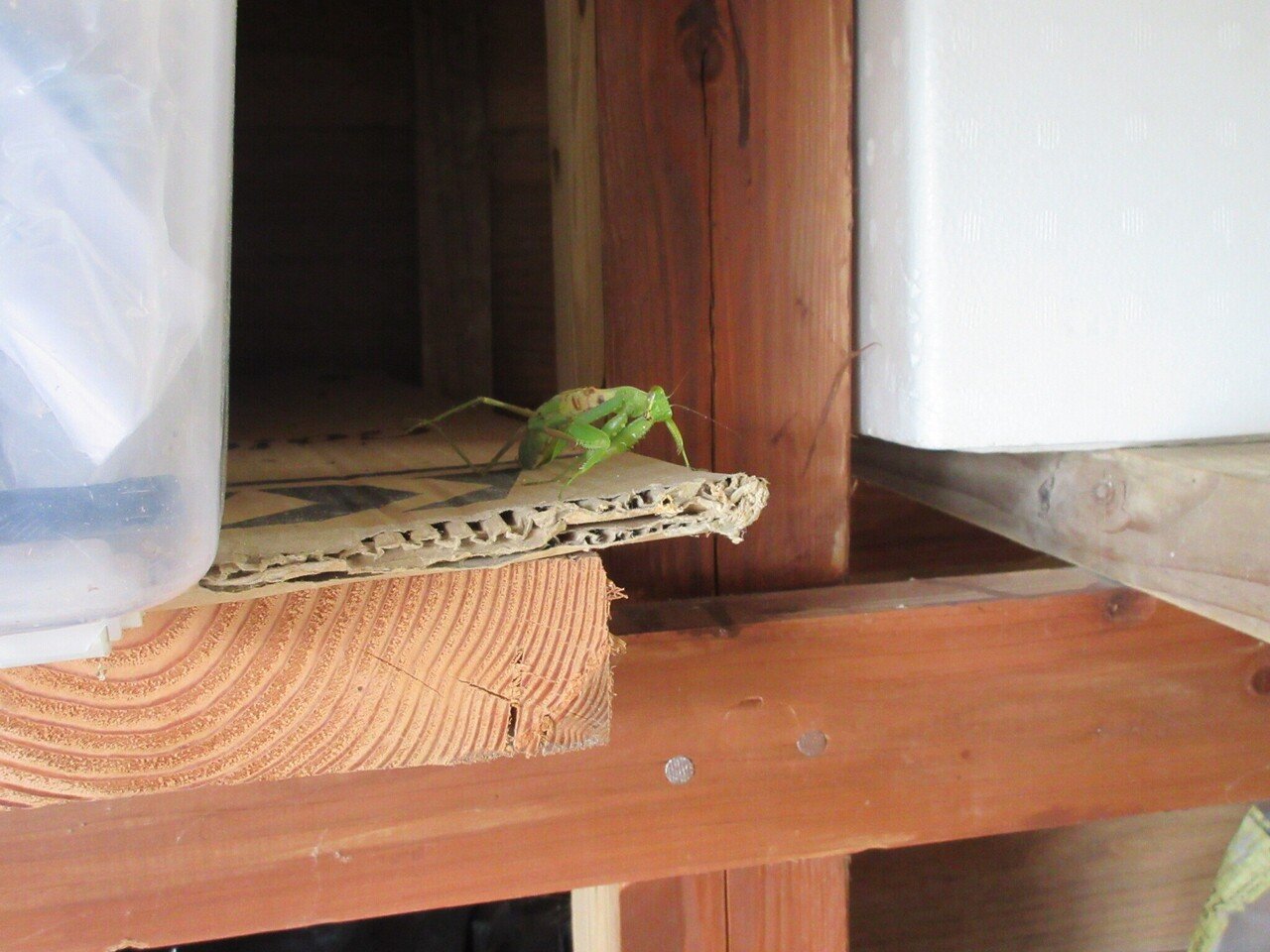 作業場にてカマキリ発見 こわいのでこれ以上は近づけない めっちゃにらんでる 頭をななめにして 上下に首をふっている ガン 飛ばしのプロだなぁ カマキリのメスってあれでしょ オスを食べるんでしょ ある意味 ミズグチスイデン たつじ Note