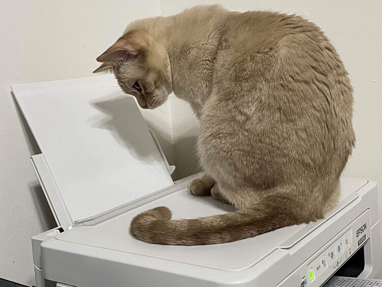 Printerの用紙がザッザッと機械に飲み込まれて行く。